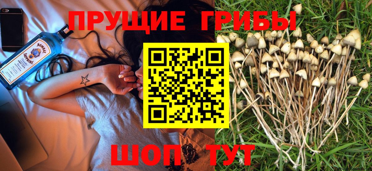 Псилоцибиновые грибы Psilocybe Чебаркуль